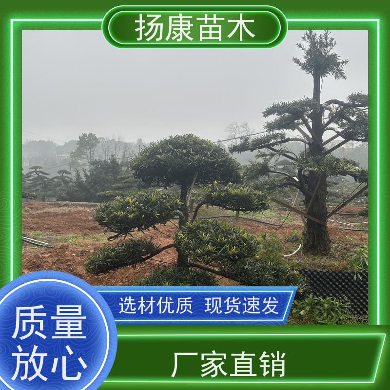 贵妃罗汉松 全国供应 扬康苗木 庭院园林景观打造绿化道路观赏价值高