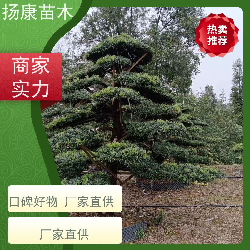 珍珠罗汉松 全国供应 扬康苗木 庭院园林景观打造绿化道路观赏价值高