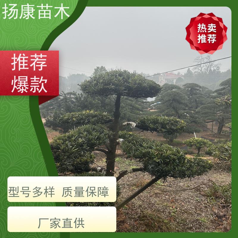 扬康苗木 别墅庭院 工程一站式 带土球发货 海岛罗汉松