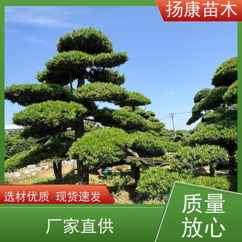罗汉松毛坯 基地直供 扬康苗木 庭院园林景观打造绿化道路观赏价值高