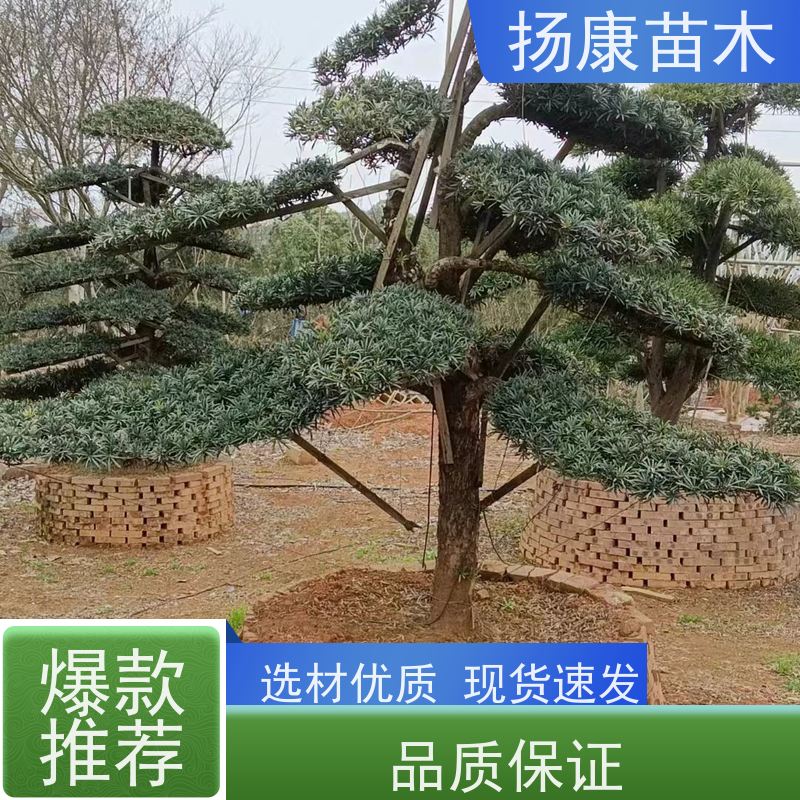 宽叶罗汉松 多种规格可选 扬康苗木 园林绿化造型松