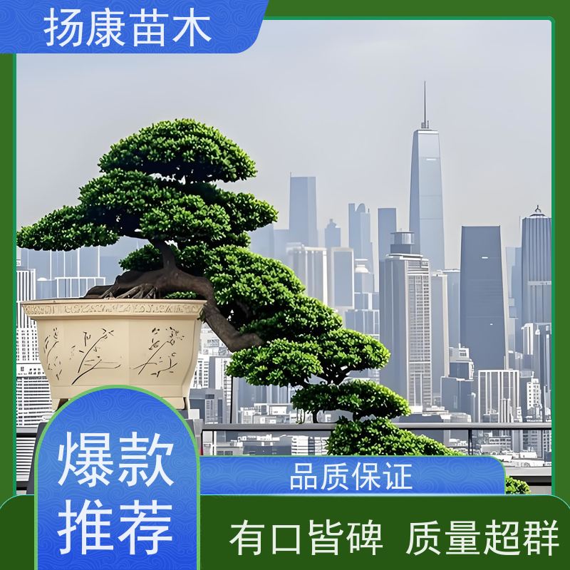 米叶罗汉松 规格齐全 扬康苗木 1-20公分造型黑松 庭院小区绿化造景树