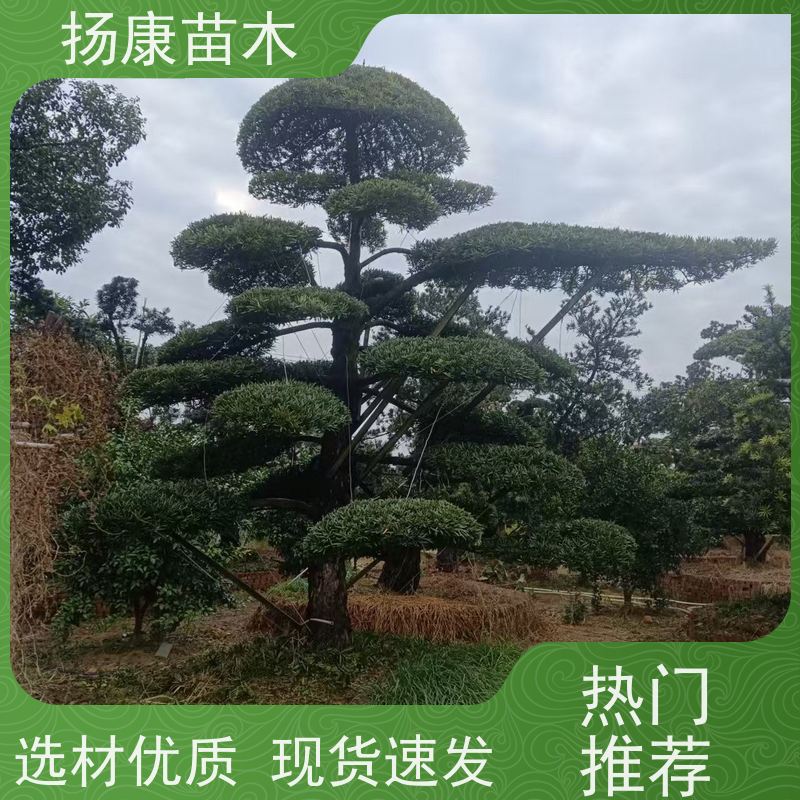 宽叶罗汉松 基地直供 扬康苗木 1-20公分造型黑松 庭院小区绿化造景树