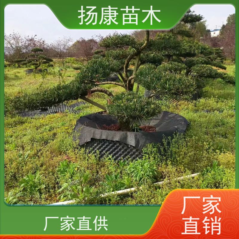 金钻罗汉松 基地直供 扬康苗木 庭院园林景观打造绿化道路观赏价值高