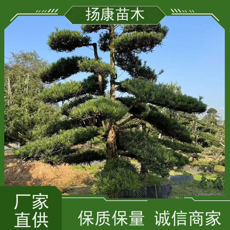 雀舌罗汉松 多种规格可选 扬康苗木 别墅区点缀 易养活