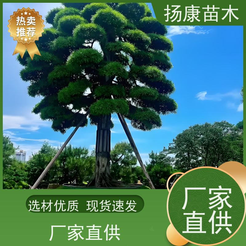 扬康苗木 H1-2米无纺布大袋苗 根须发达易成活 珍珠罗汉松