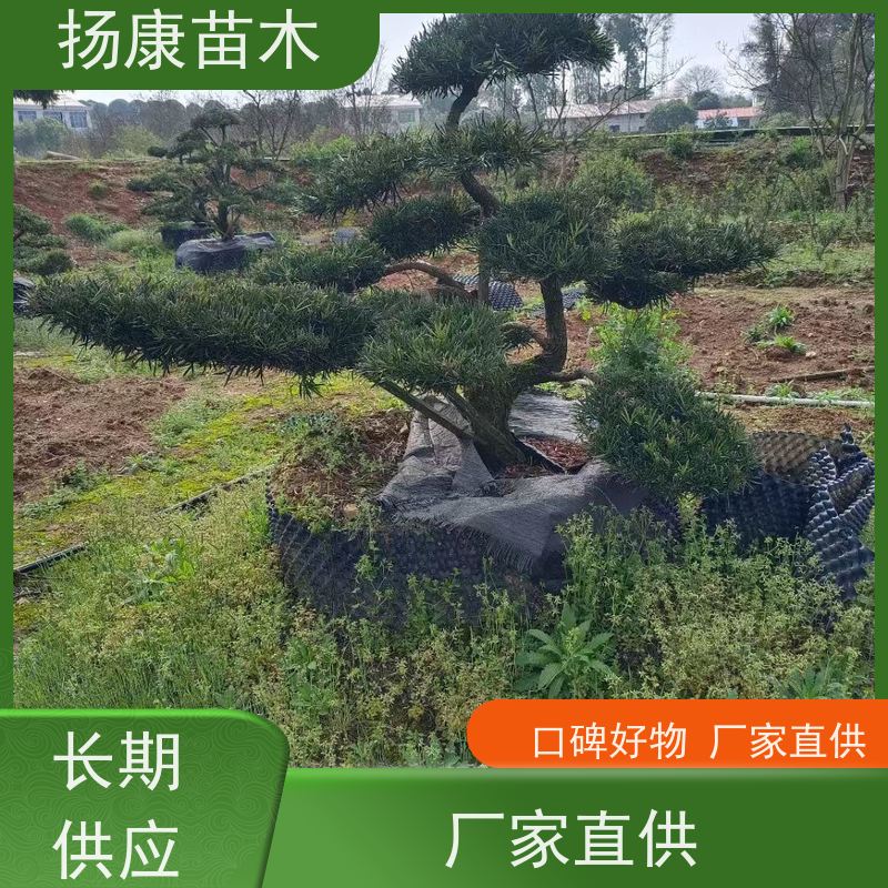 日本罗汉松 基地直供 扬康苗木 庭院园林景观打造绿化道路观赏价值高