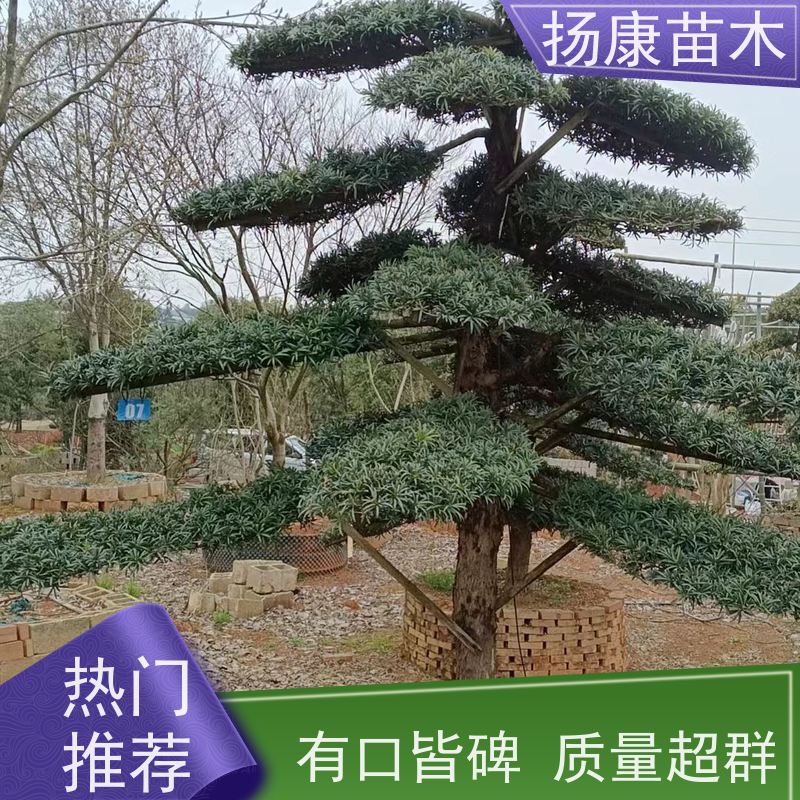 30公分罗汉松 多种规格可选 扬康苗木 别墅区点缀 易养活