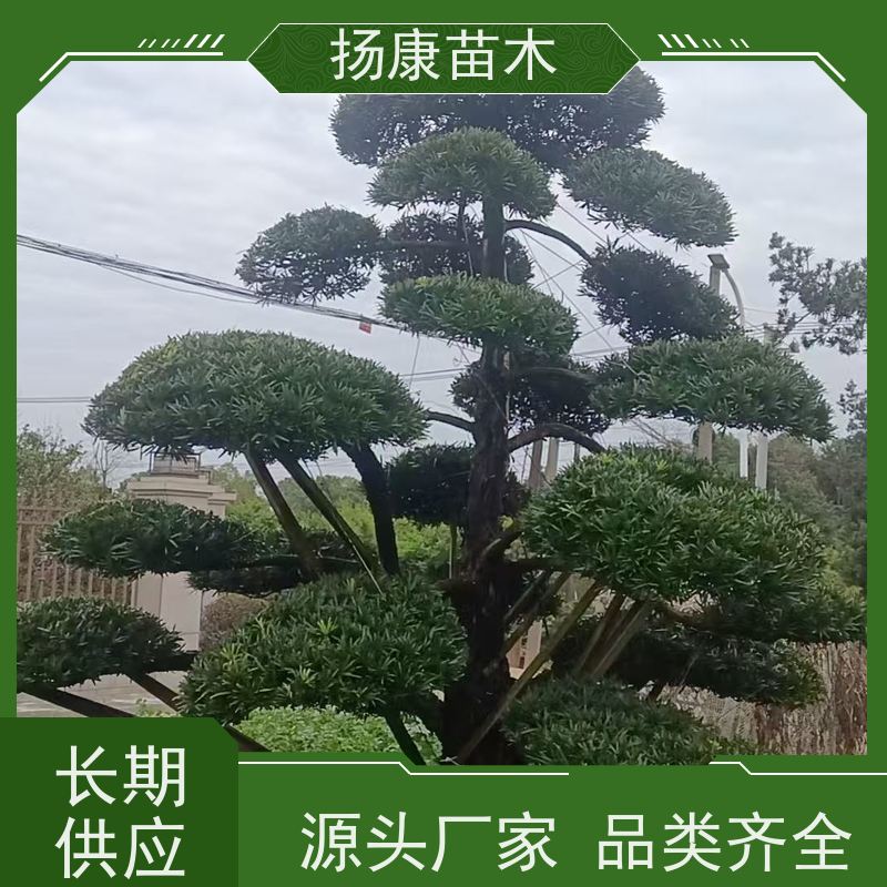 米叶罗汉松 规格齐全 扬康苗木 别墅区点缀 易养活