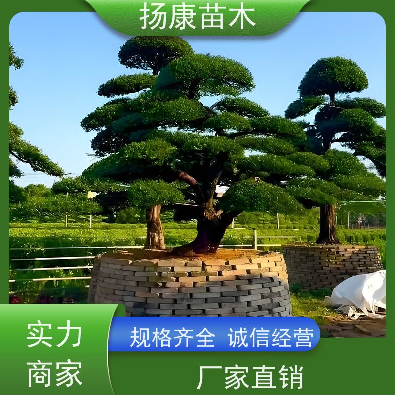 雀舌罗汉松 多种规格可选 扬康苗木 苗圃观赏植物