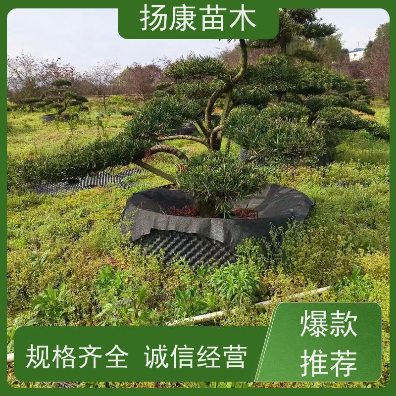 小叶罗汉松 全国供应 扬康苗木 别墅区点缀 易养活