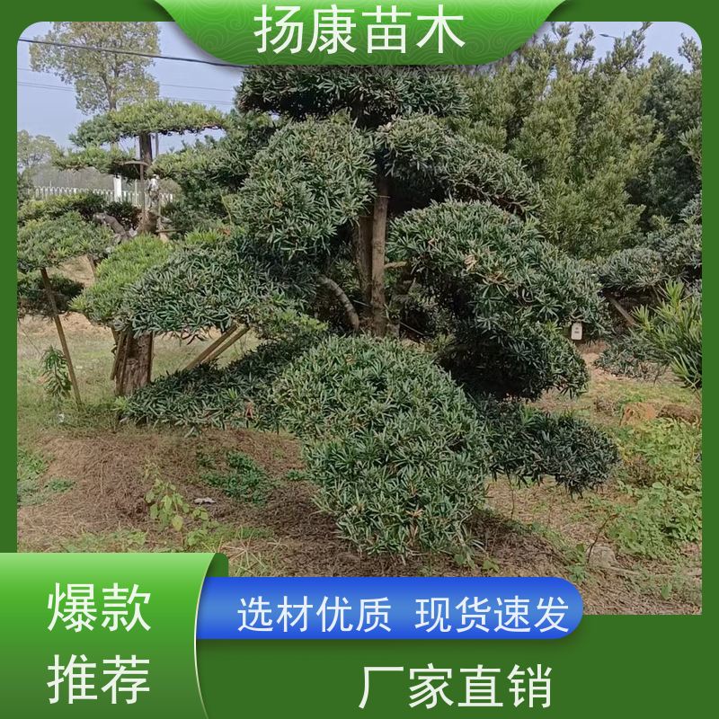 扬康苗木 园林庭院造景植物 成活率高 规格齐全 12公分罗汉松