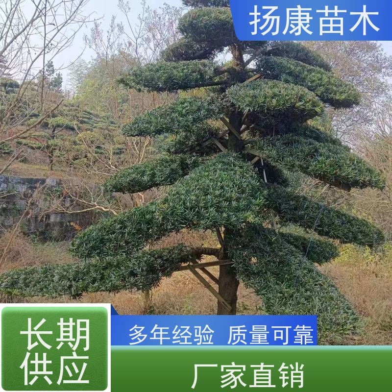 20公分罗汉松 基地直供 扬康苗木 树形优美 景区别墅风景树 四季常绿
