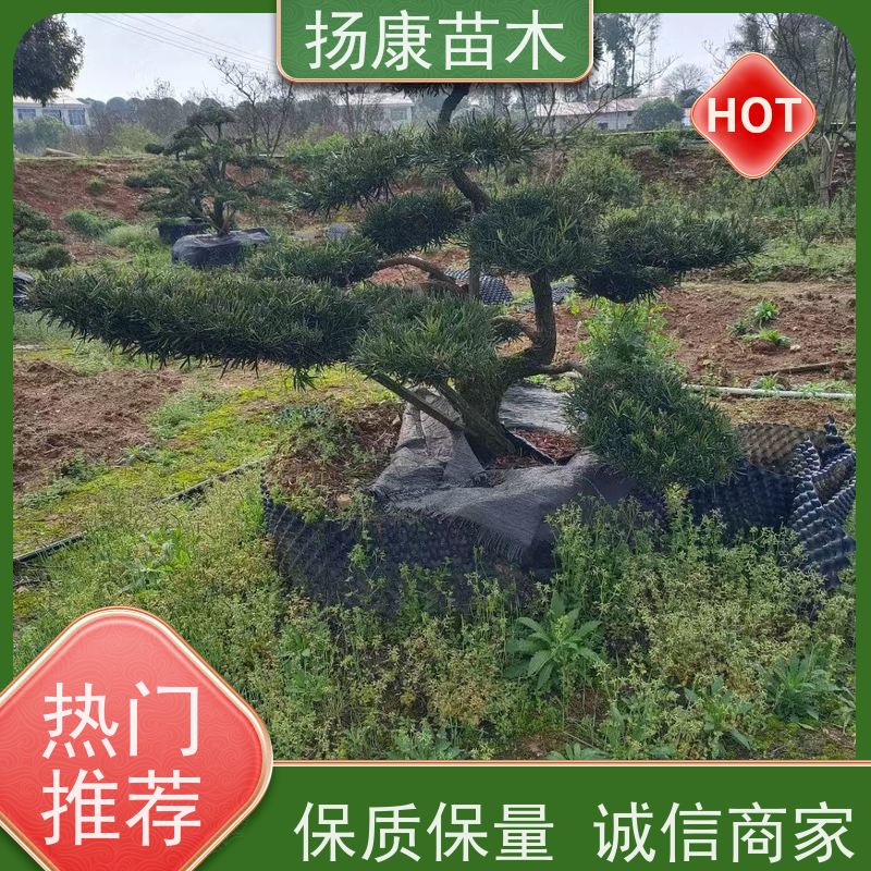扬康苗木 黑松 迎客松别墅庭院绿化树 金钻罗汉松