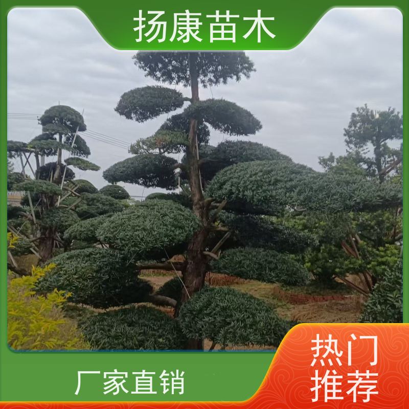 精品造型罗汉松 规格齐全 扬康苗木 别墅庭院风景树 