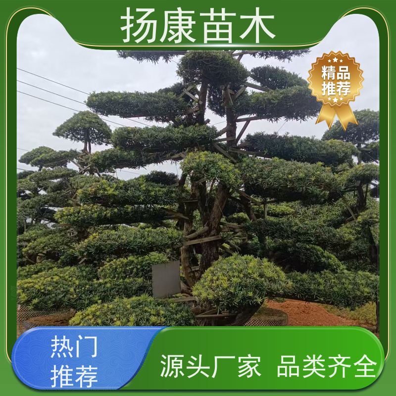 斜飘罗汉松 多种规格可选 扬康苗木 别墅区点缀 易养活