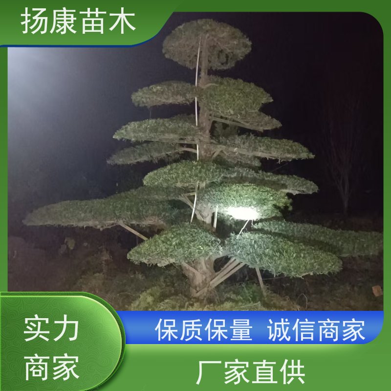 罗汉松 规格齐全 扬康苗木 景区园林绿化用造型黑松 别墅庭院风景树