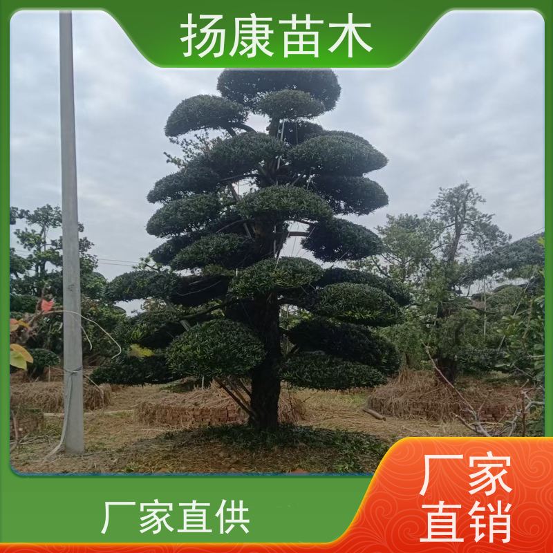 30公分罗汉松 规格齐全 扬康苗木 园林绿化造型松