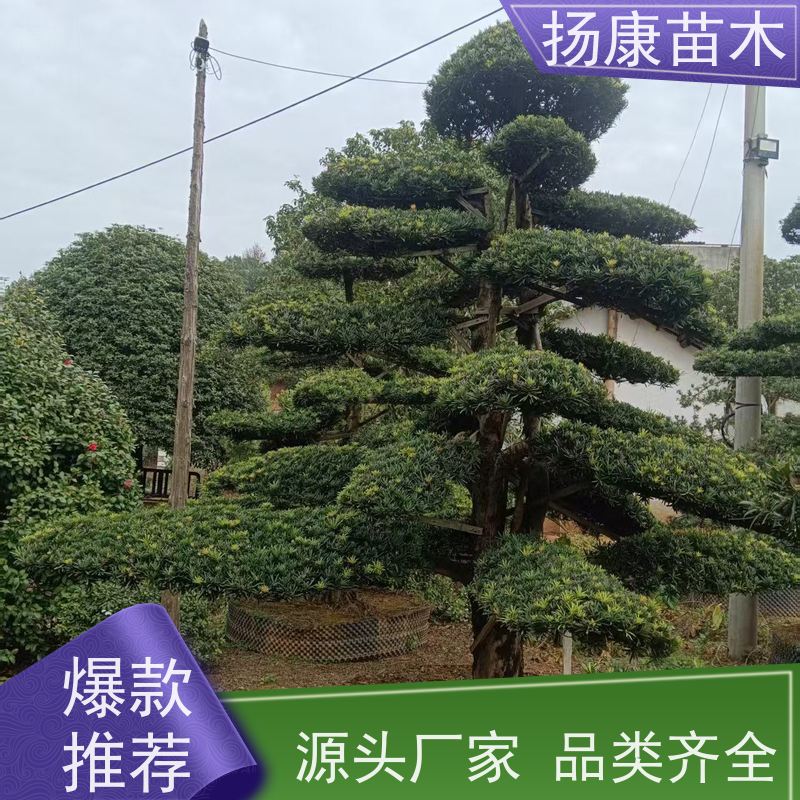 宽叶罗汉松 基地直供 扬康苗木 树形优美 景区别墅风景树 四季常绿