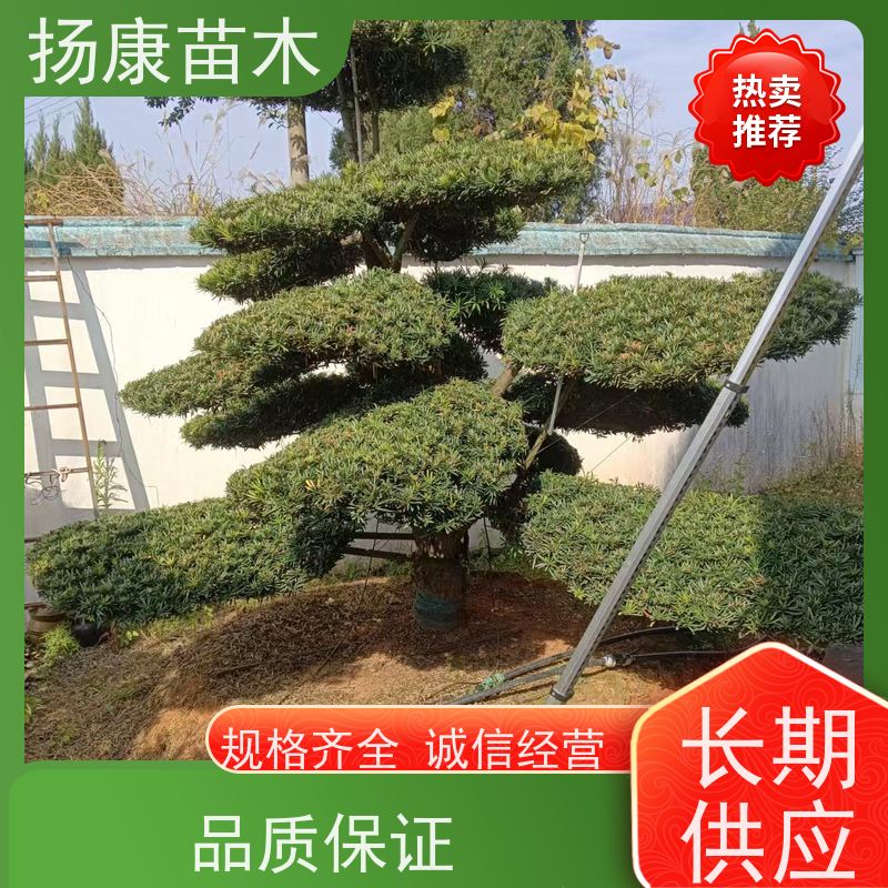 罗汉松 全国供应 扬康苗木 景区园林绿化用造型黑松 别墅庭院风景树