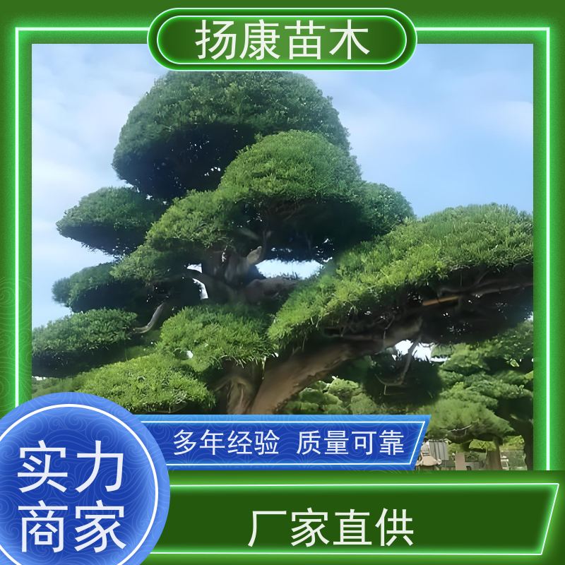 米叶罗汉松 全国供应 扬康苗木 景区园林公园绿化种植