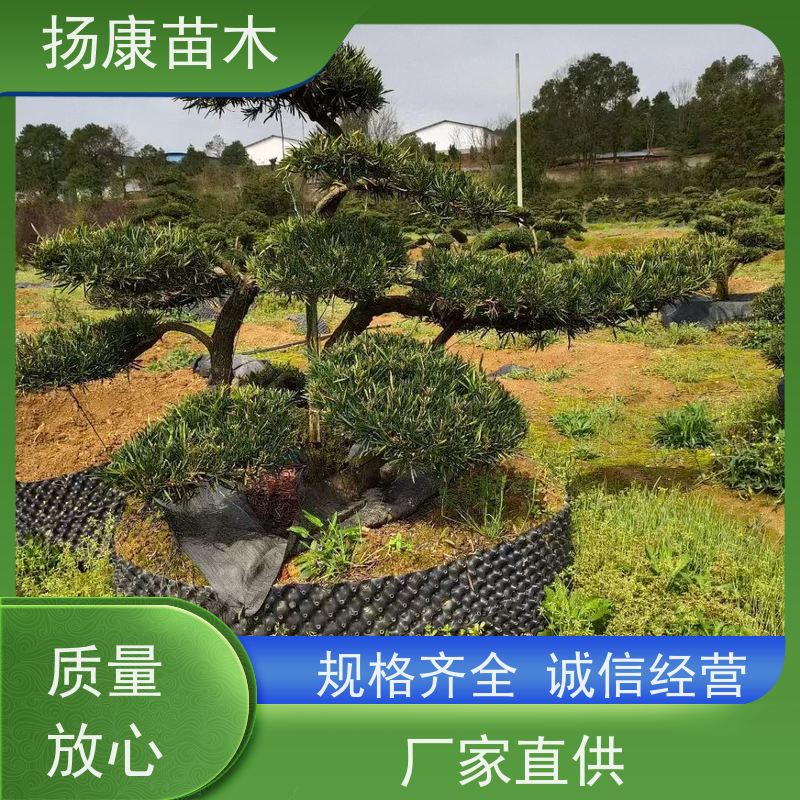 贵妃罗汉松 全国供应 扬康苗木 树形优美 景区别墅风景树 四季常绿