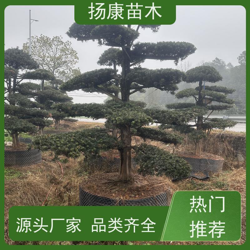 扬康苗木 基地直供 四季常青植物 多种规格可选 大叶罗汉松