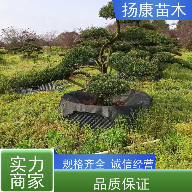 扬康苗木 规格齐全 别墅景区道路园林绿化大型造景树 大叶罗汉松
