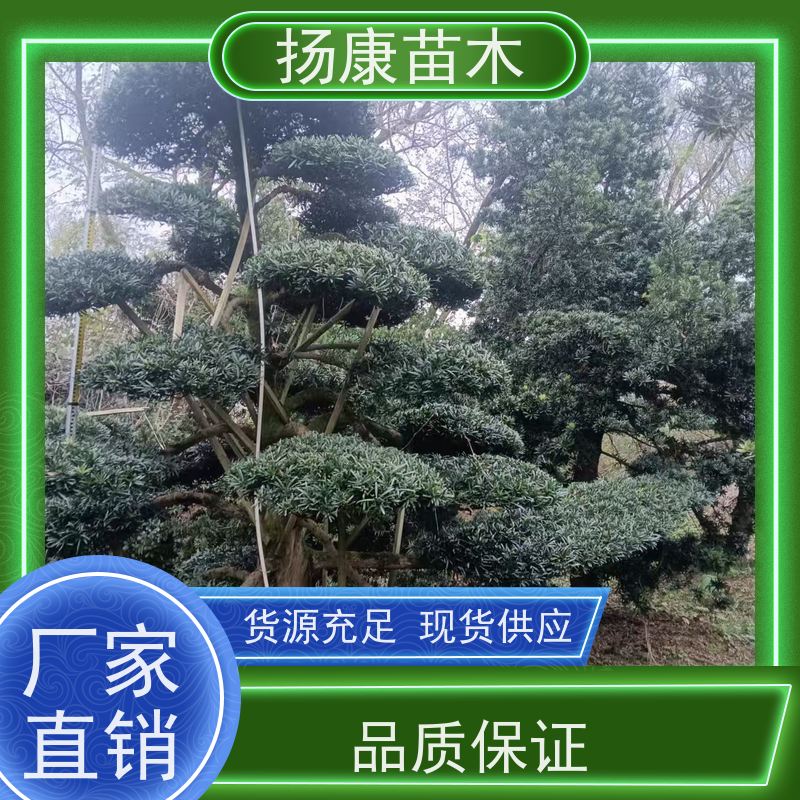 斜飘罗汉松 规格齐全 扬康苗木 1-20公分造型黑松 庭院小区绿化造景树