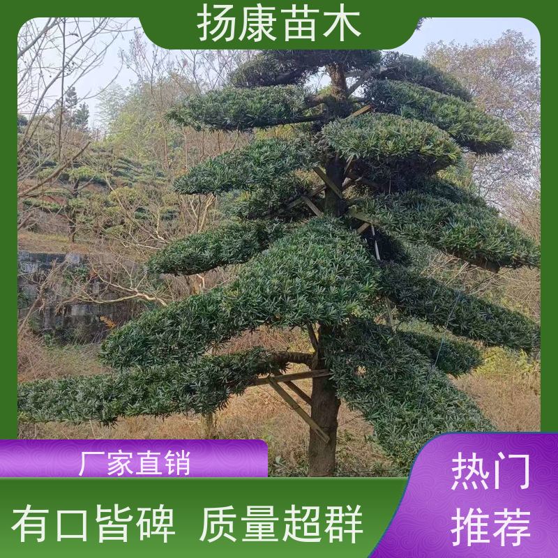 12公分罗汉松 全国供应 扬康苗木 园林绿化造型松