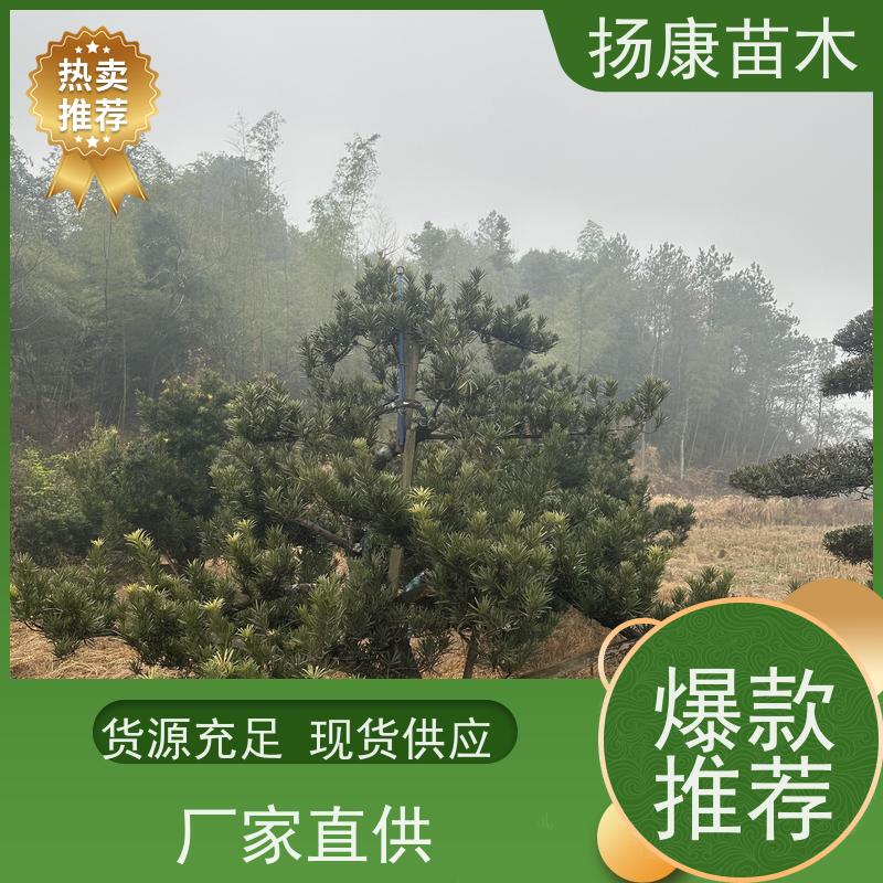 罗汉松毛坯 全国供应 扬康苗木 别墅庭院风景树 