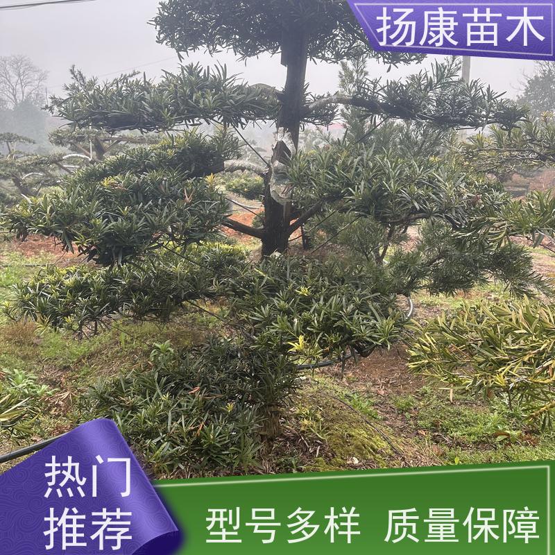 大叶罗汉松 多种规格可选 扬康苗木 别墅区点缀 易养活