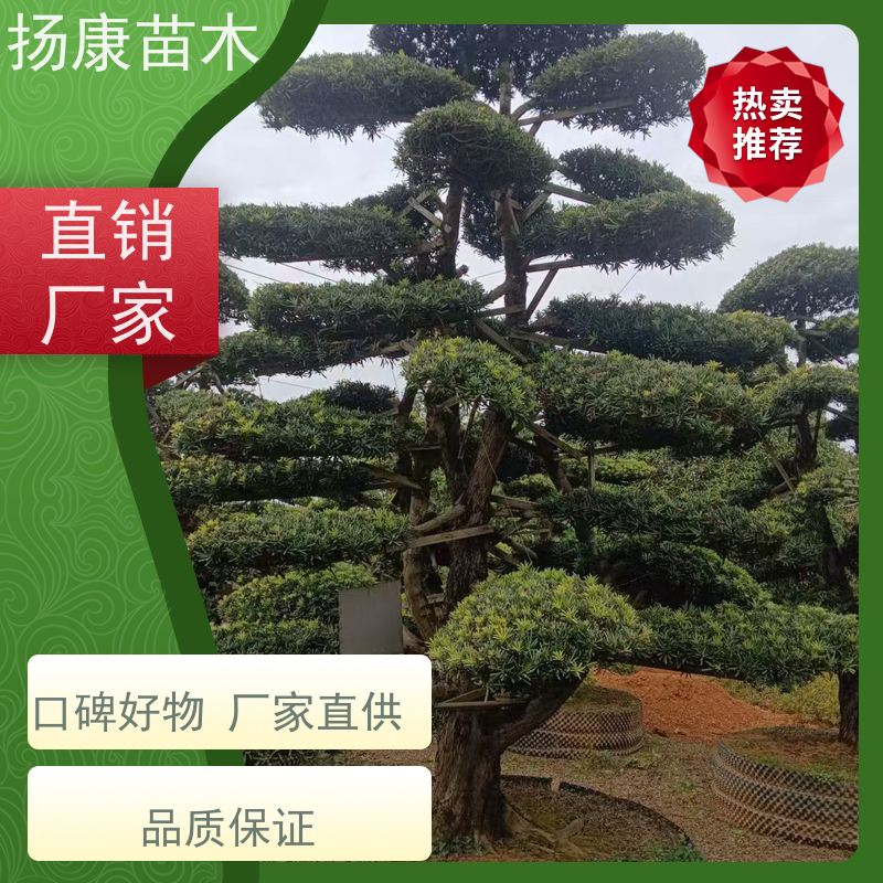 扬康苗木 园林庭院造景植物 成活率高 规格齐全 15公分罗汉松
