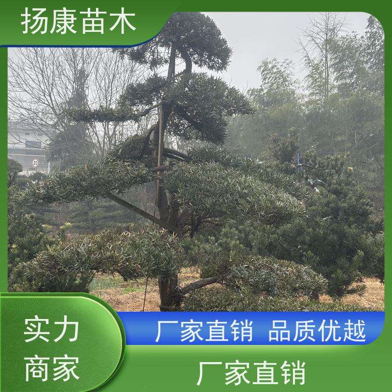 日本罗汉松 基地直供 扬康苗木 别墅区点缀 易养活