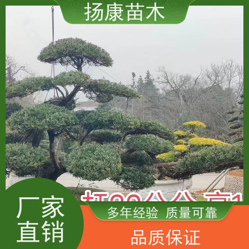 精品造型罗汉松 全国供应 扬康苗木 别墅庭院风景树 