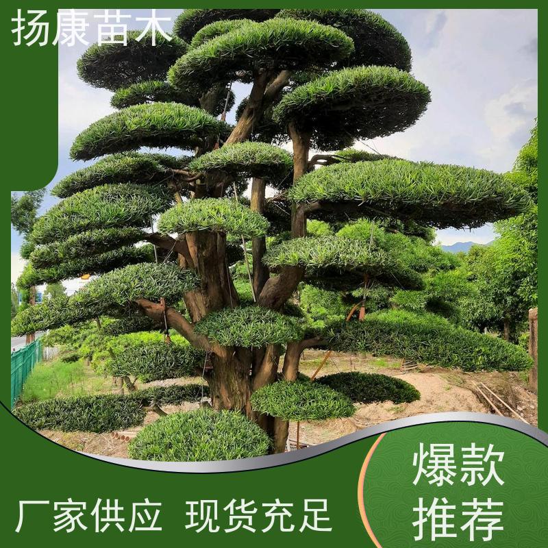 贵妃罗汉松 多种规格可选 扬康苗木 园林绿化造型松