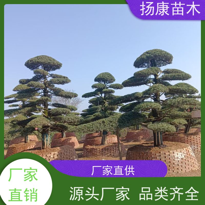 扬康苗木 可购园林造型树 绿化景观优选 冠幅3米 宽叶罗汉松