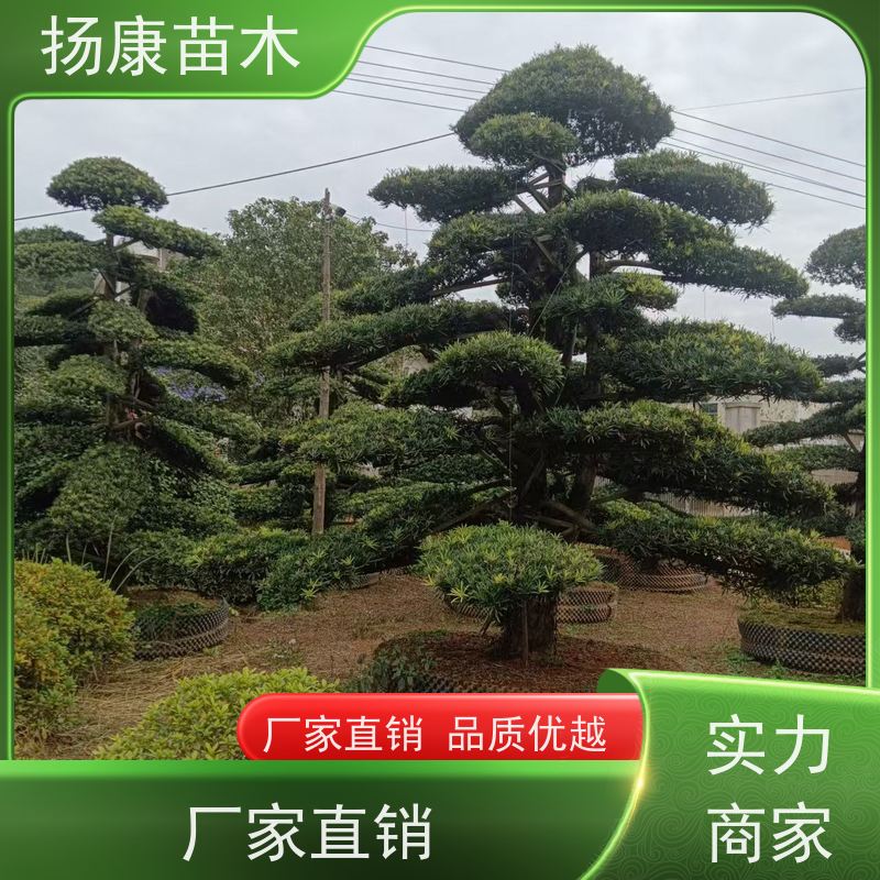 宽叶罗汉松 多种规格可选 扬康苗木 树形优美 景区别墅风景树 四季常绿