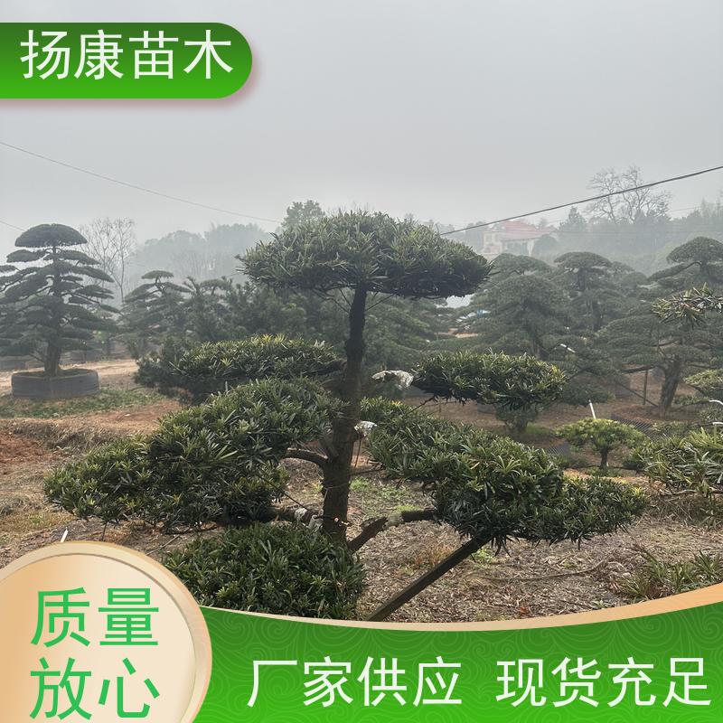 斜飘罗汉松 全国供应 扬康苗木 景区园林公园绿化种植