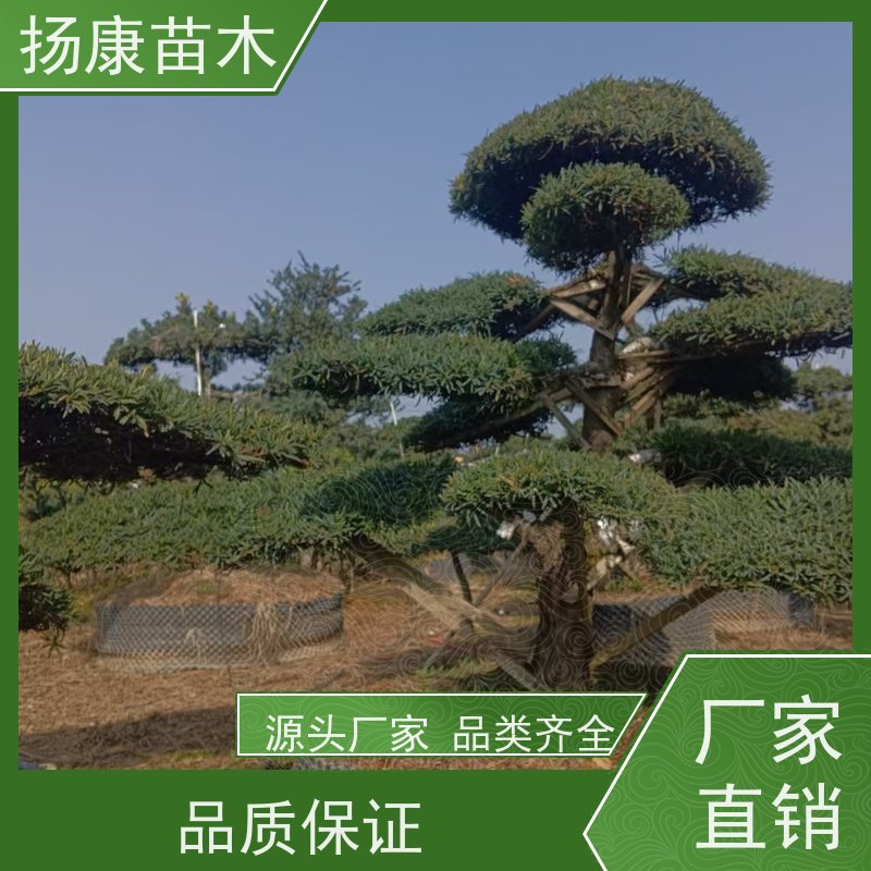 罗汉松毛坯 基地直供 扬康苗木 别墅庭院风景树 