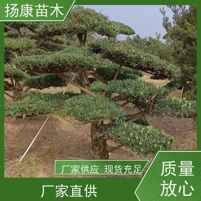 扬康苗木 全国供应 庭院小区景区别墅常绿观花盆栽 大叶罗汉松