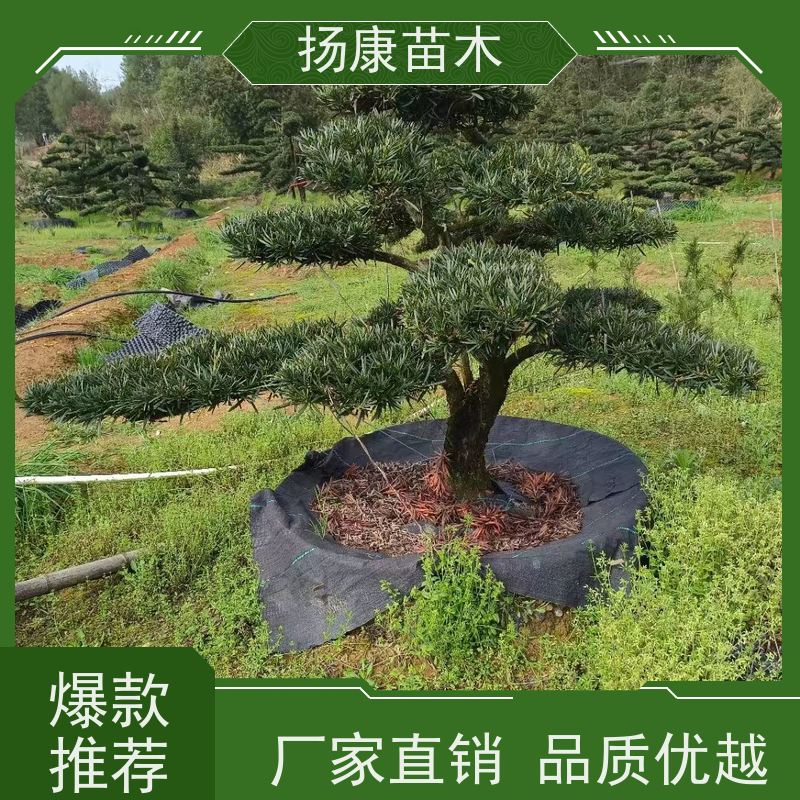 扬康苗木 全国供应 庭院小区景区别墅常绿观花盆栽 精品造型罗汉松