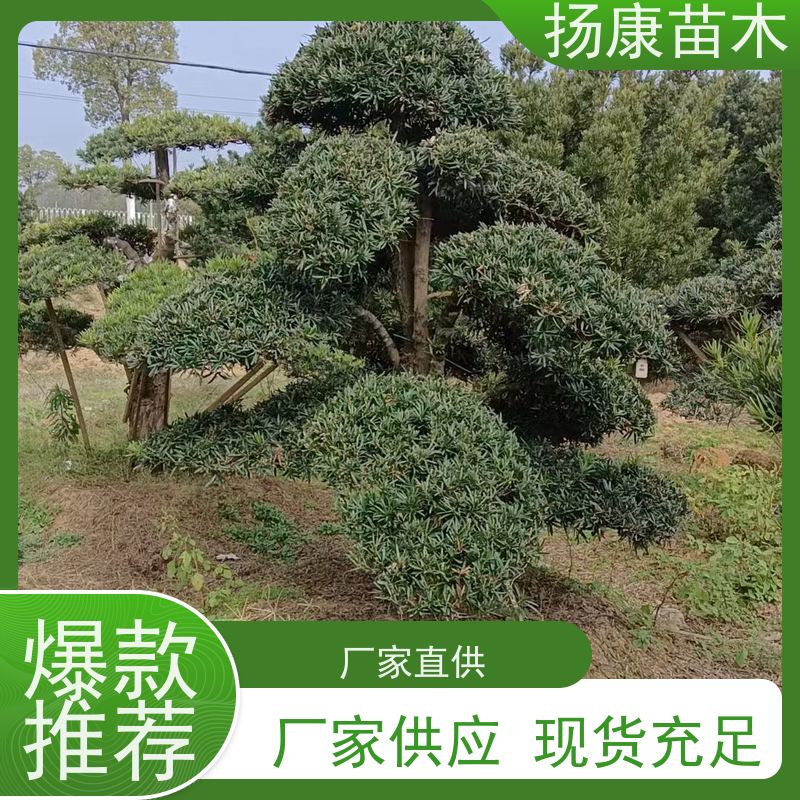 罗汉松 规格齐全 扬康苗木 庭院园林景观打造绿化道路观赏价值高
