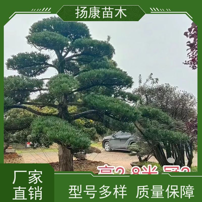 扬康苗木 地采购 庭院别墅主景树 品种齐全 12公分罗汉松