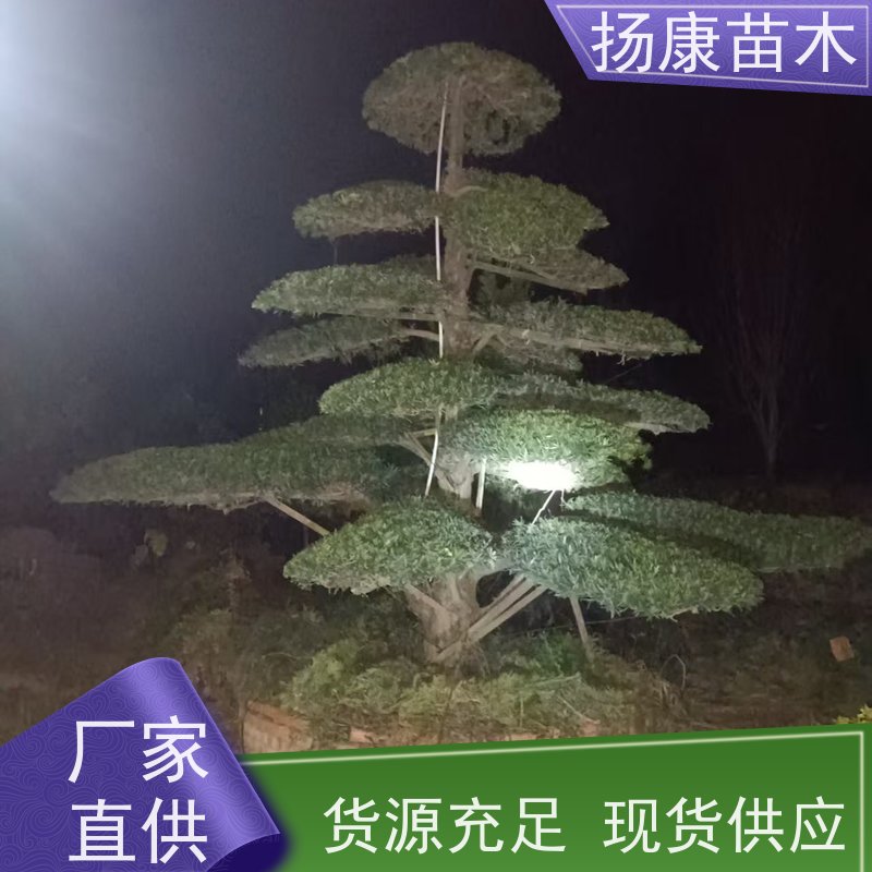 小叶罗汉松 规格齐全 扬康苗木 景区园林公园绿化种植