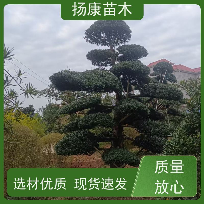 扬康苗木 H1-2米无纺布大袋苗 根须发达易成活 造型罗汉松
