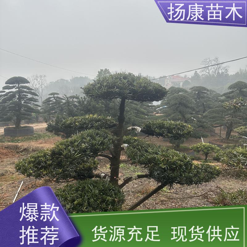大叶罗汉松 基地直供 扬康苗木 景区园林公园绿化种植