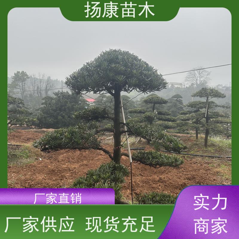 罗汉松 基地直供 扬康苗木 景区园林公园绿化种植