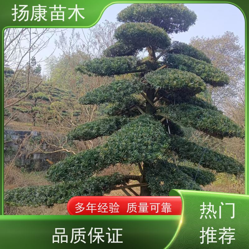 20公分罗汉松 规格齐全 扬康苗木 四季常青植物