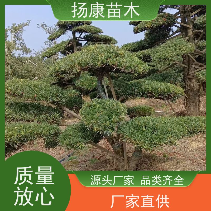15公分罗汉松 规格齐全 扬康苗木 别墅庭院风景树 